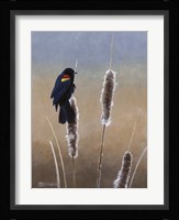 Redwing Morning I Framed Print