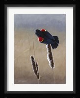 Redwing Morning II Fine Art Print