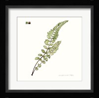 Watercolor Leaf Study I Framed Print