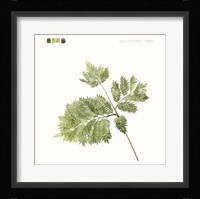 Watercolor Leaf Study II Framed Print