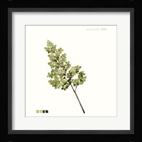 Watercolor Leaf Study III Framed Print