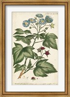 Chambray Botanical I Fine Art Print