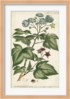Chambray Botanical I Fine Art Print