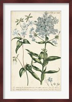 Chambray Botanical II Fine Art Print