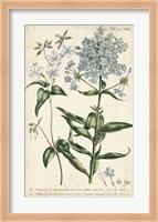 Chambray Botanical II Fine Art Print