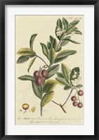 Miller Foliage & Fruit I Fine Art Print