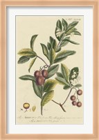Miller Foliage & Fruit I Fine Art Print