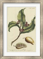 Miller Foliage & Fruit II Fine Art Print