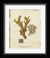 Natura Coral I Framed Print