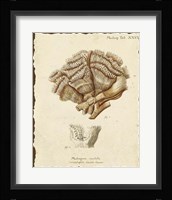 Natura Coral II Framed Print