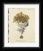 Natura Coral III Framed Print