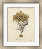 Natura Coral III Fine Art Print