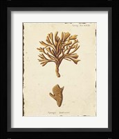 Natura Coral IV Framed Print