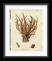 Natura Coral V Framed Print