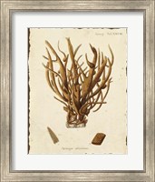 Natura Coral V Fine Art Print