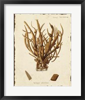 Natura Coral V Fine Art Print