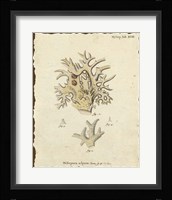 Natura Coral VI Framed Print