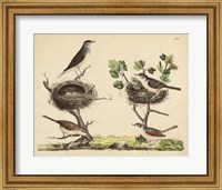 Wrens, Warblers & Nests I Fine Art Print