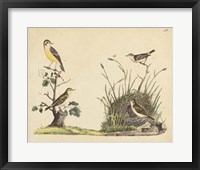Wrens, Warblers & Nests II Fine Art Print