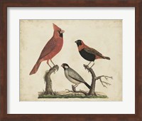 Cardinal & Grosbeak Fine Art Print