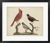 Cardinal & Grosbeak Fine Art Print