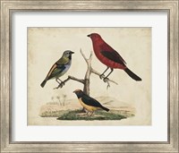 Red & Green Tanager Fine Art Print