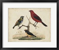 Red & Green Tanager Fine Art Print