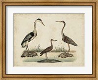 Common Heron & Crested Purple Heron Fine Art Print