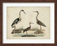 Common Heron & Crested Purple Heron Fine Art Print