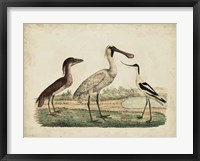 Avocet & Boat-Billed Heron Fine Art Print