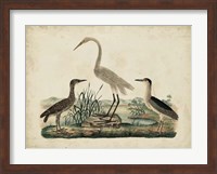 Great White Heron & Night Heron Fine Art Print