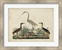 Great White Heron & Night Heron Fine Art Print