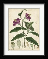 Antique Hibiscus Fine Art Print