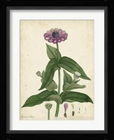 Antique Zinnia Fine Art Print
