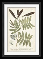 Miller Ferns I Framed Print
