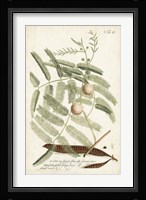 Miller Ferns II Framed Print
