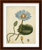 Blue Water Lily Fine Art Print
