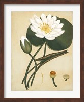 White Water Lily Fine Art Print