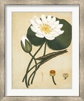 White Water Lily Fine Art Print