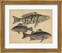 Species of Fish I Fine Art Print