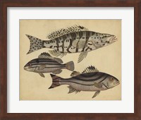 Species of Fish I Fine Art Print