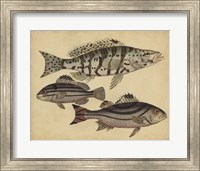 Species of Fish I Fine Art Print