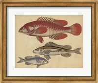 Species of Fish II Fine Art Print