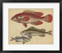 Species of Fish II Fine Art Print