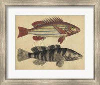 Species of Fish III Fine Art Print