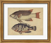 Species of Fish IV Fine Art Print