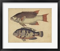 Species of Fish IV Fine Art Print