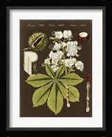 Chestnut on Suede Fine Art Print
