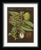 Walnut on Suede Fine Art Print