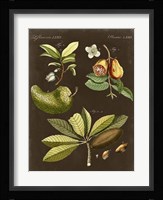Breadfruit on Suede Fine Art Print